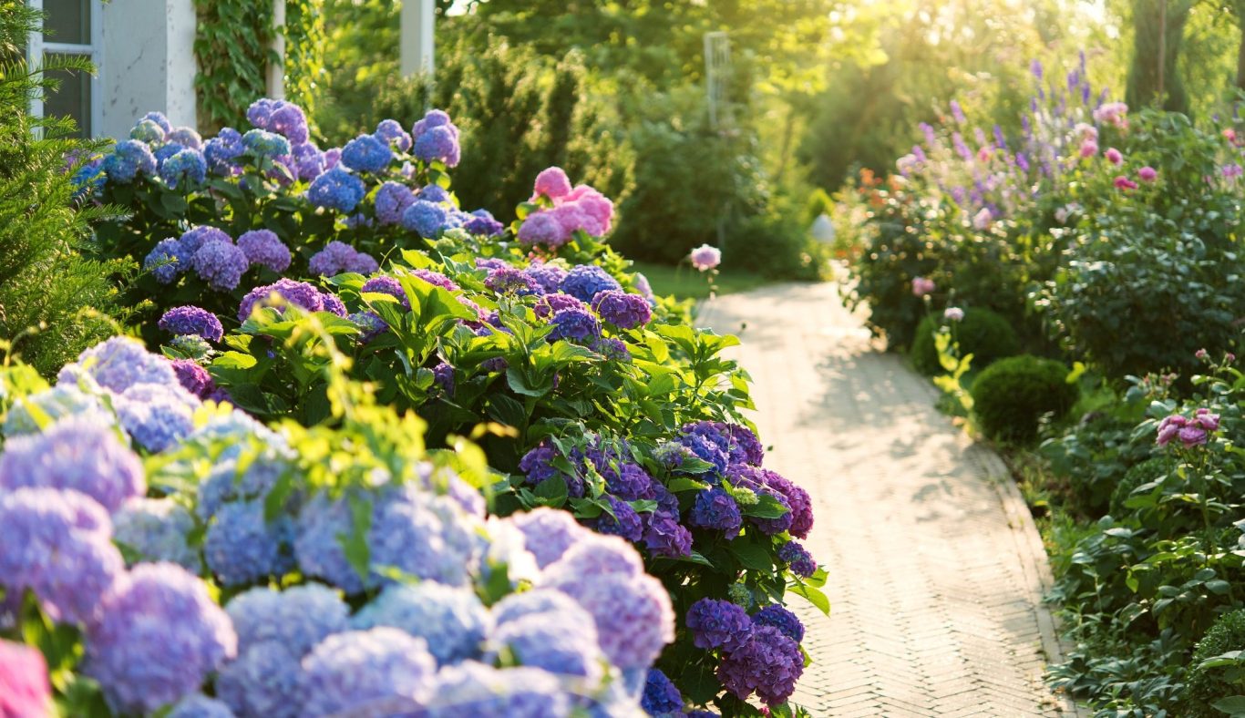 Blühender Gartenweg mit bunten Hortensien und sanftem Sonnenlicht.